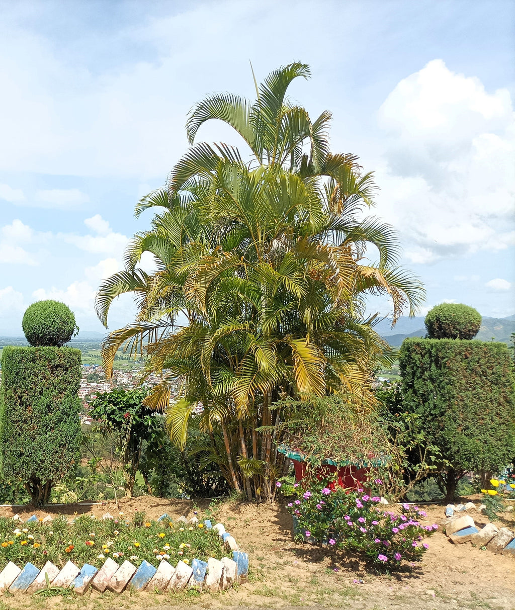 5 BAMBOO PALM Chamaedorea Seifrizii Reed or Parlor Palm Tree Sun Shade Houseplant Seeds