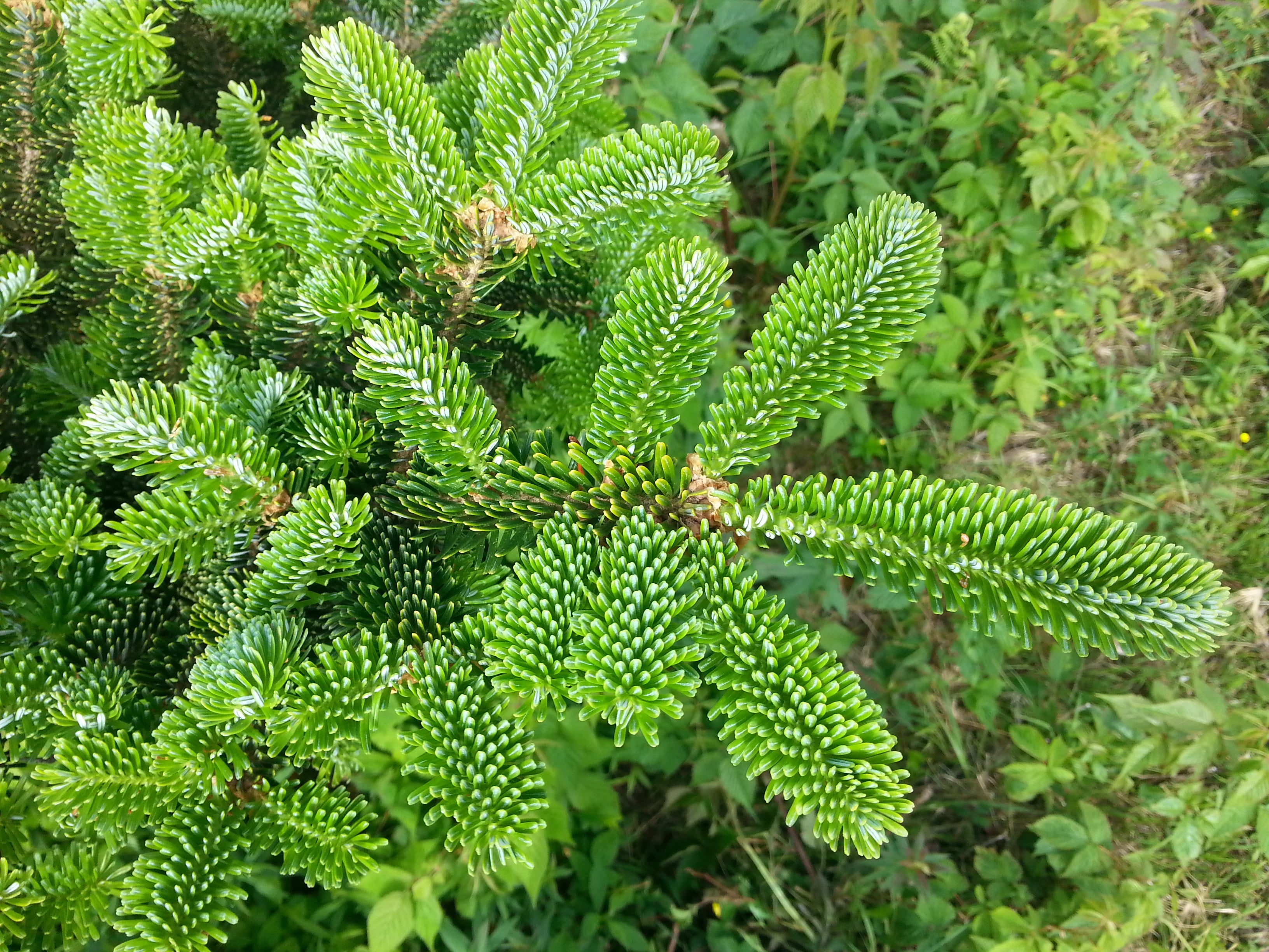 Grow Your Own CHRISTMAS TREE - Fraser Fir ( Abies Fraseri ) Gift Packet of Tree Seeds