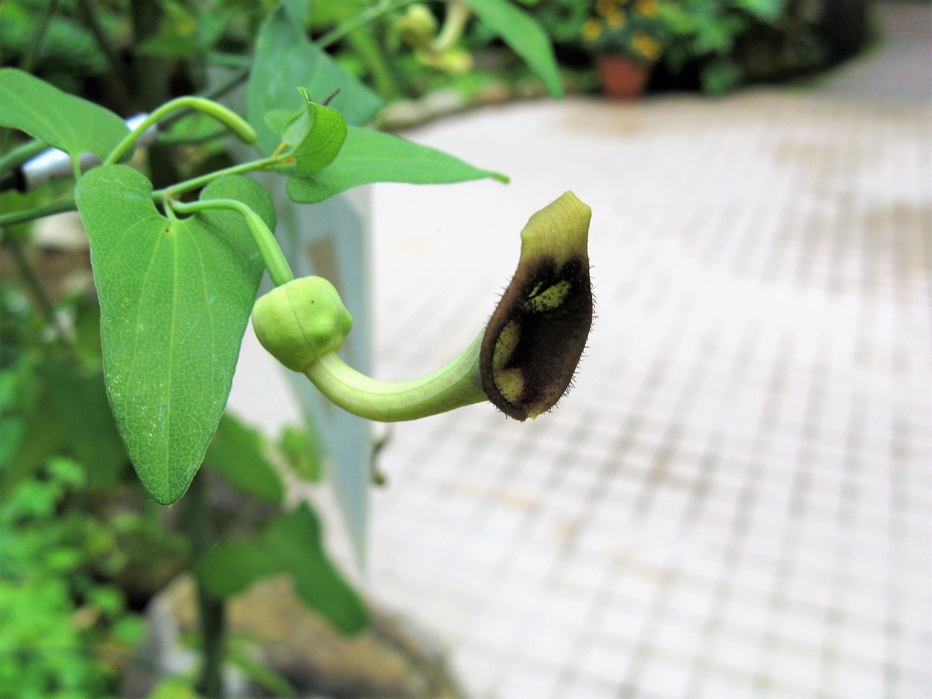20 SLENDER DUTCHMAN'S PIPE Pipevine Aristolochia Debilis Deep Purple Flower Herb Vine Seeds