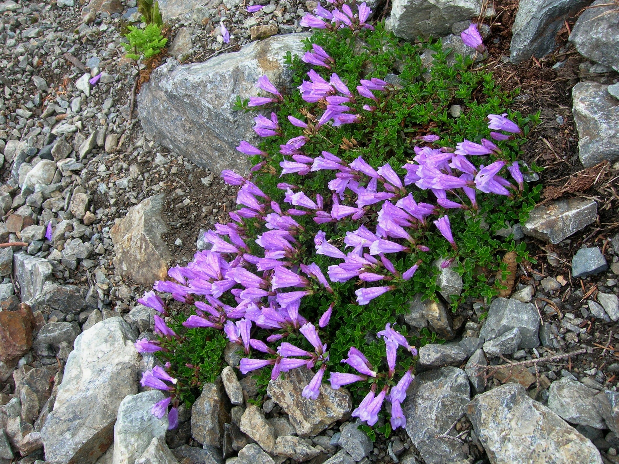 50 ALPINE PENSTEMON Davidsonii Davidson's Beardtongue Purple Flower Seeds