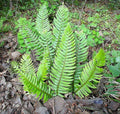 1500 Western SWORD FERN Giant Holly Swordfern Polystichum Munitum Aspidium Solitarium Spores Seeds