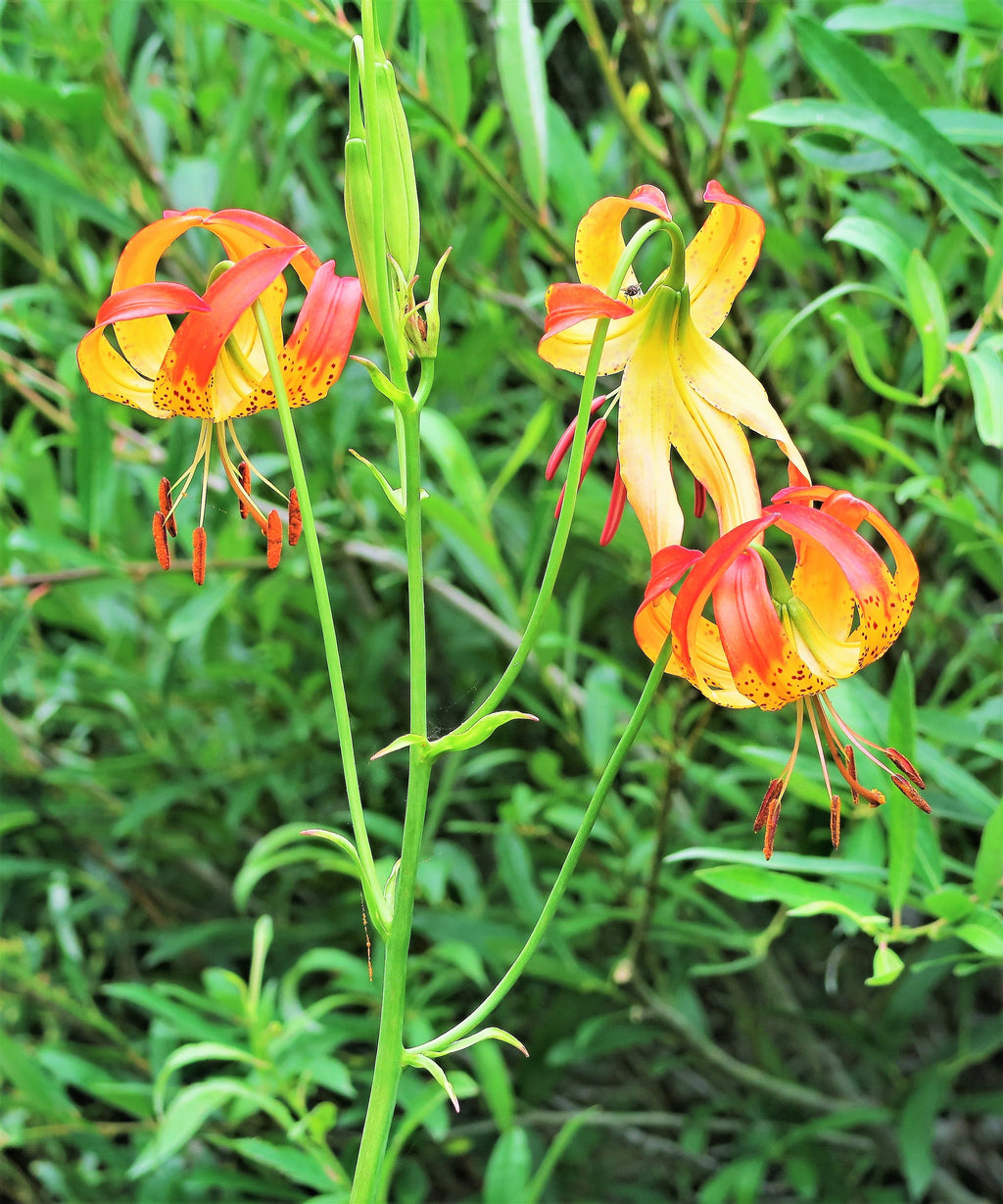 Yellow Rusk 10 LEOPARD LILY California Tiger Lily Panther Lilium Pardalinum Yellow ...