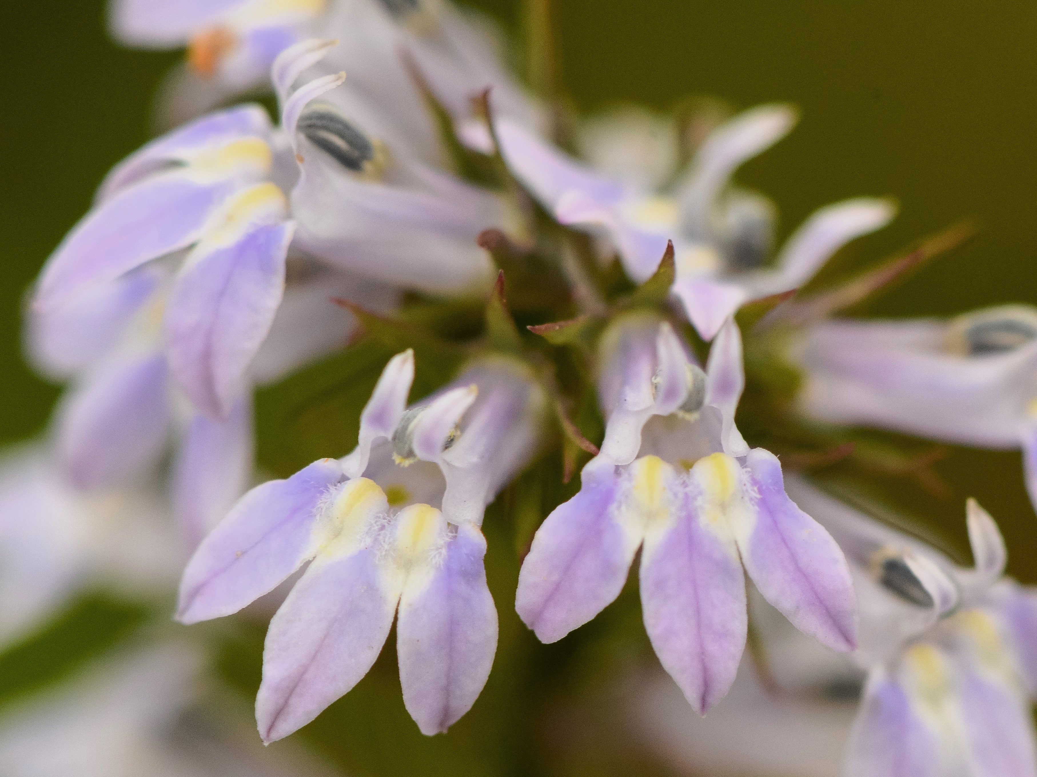 300 PALESPIKE LOBELIA Upright Light Blue Pale Spiked Spicata Flower Seeds