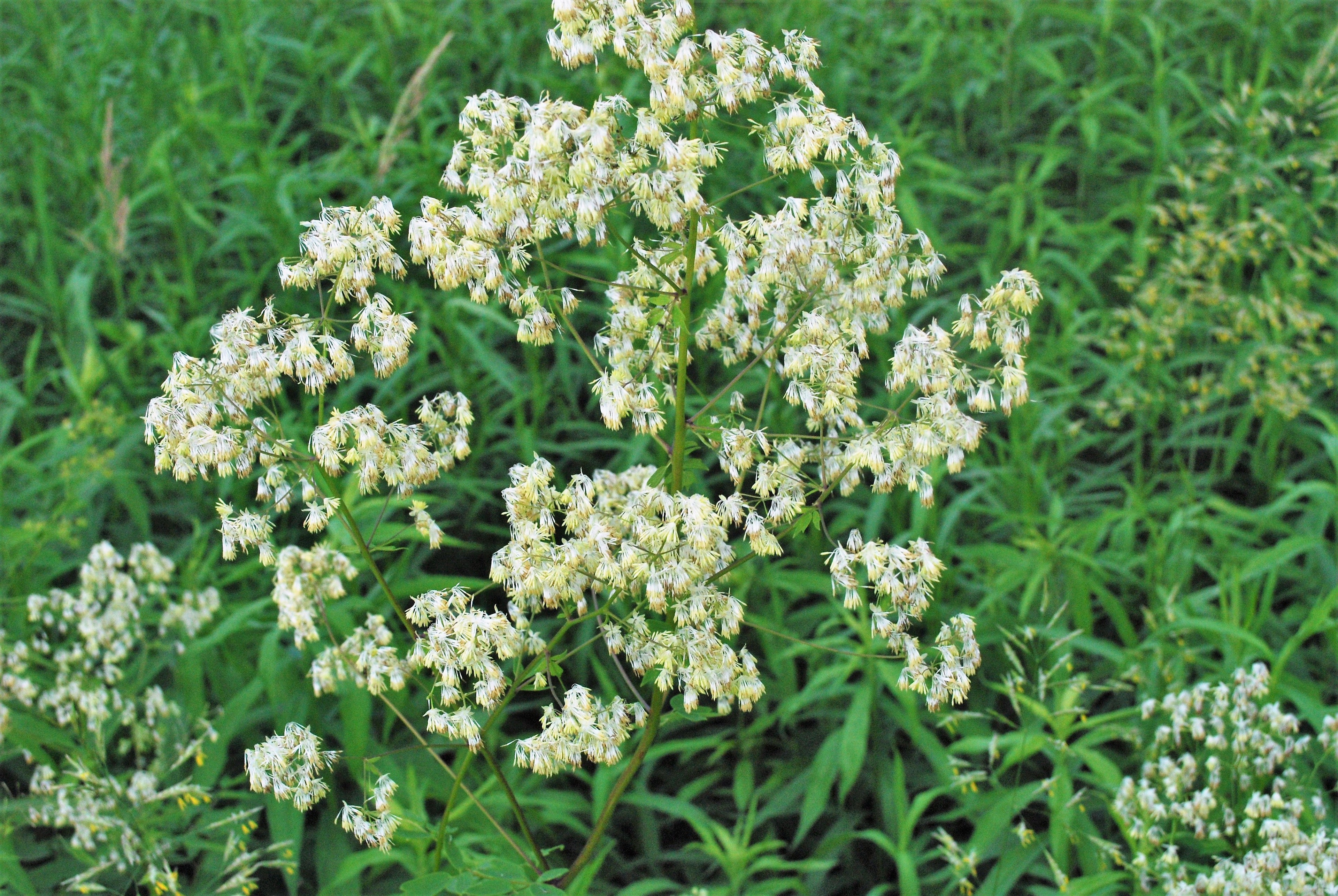 50 PURPLE MEADOW RUE Thalictrum Dasycarpum White & Yellow Flower Herb Seeds