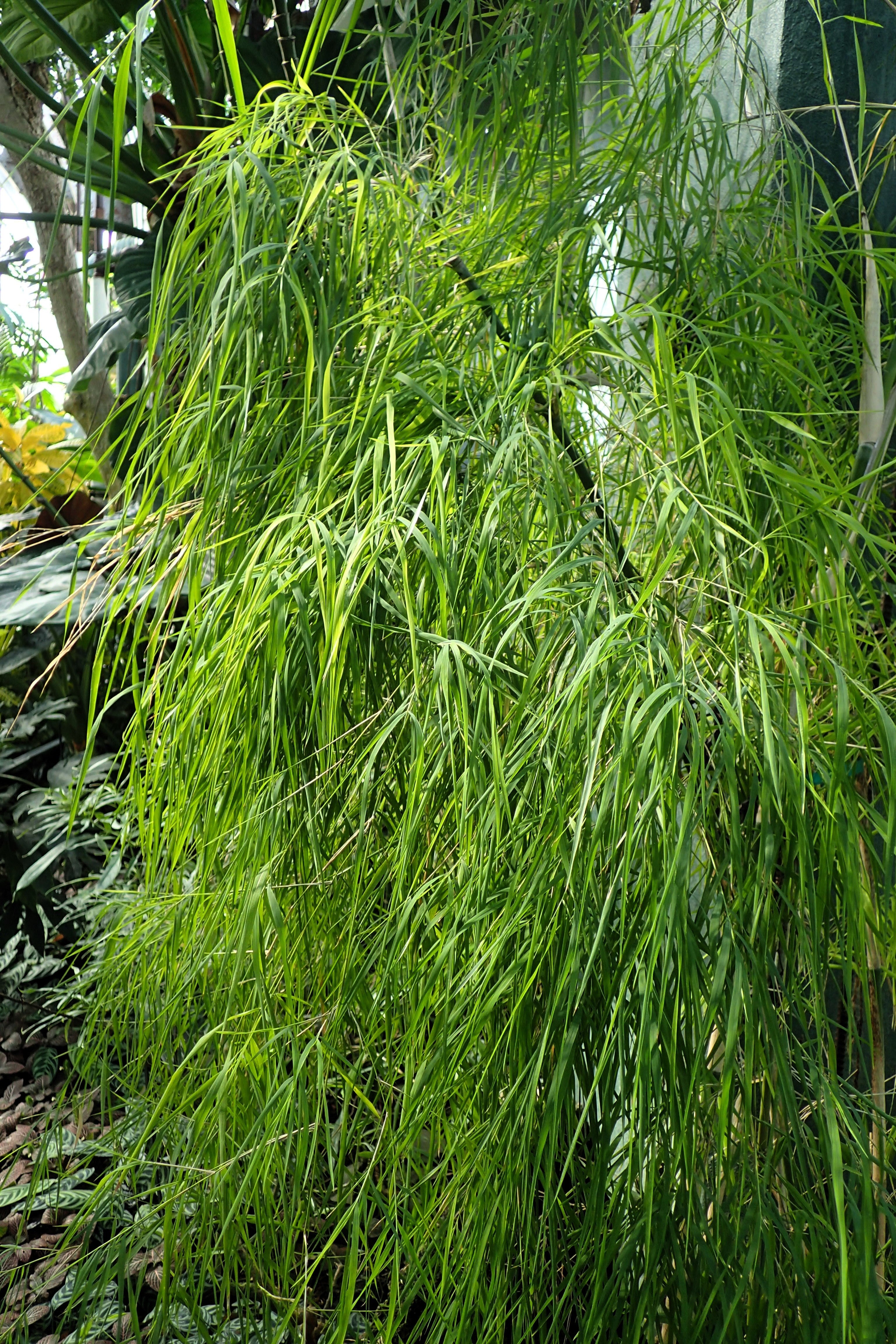10 MEXICAN WEEPING BAMBOO Otatea Acuminata Rare Seeds