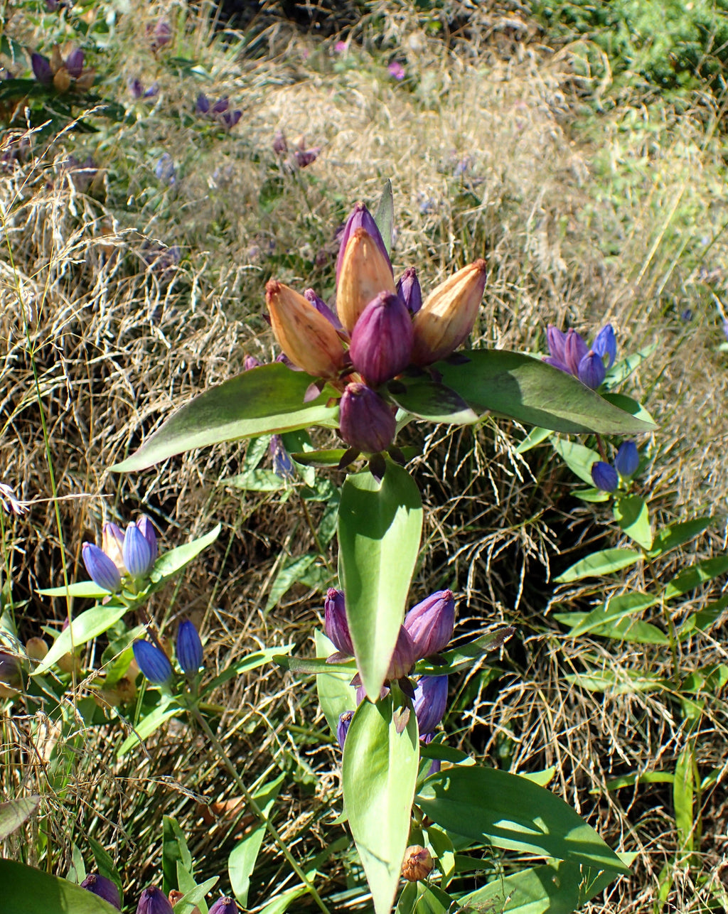 200 BOTTLE GENTIAN (Closed or Blind Gentian / Cloistered Heart) Gentiana Andrewsii Flower Seeds