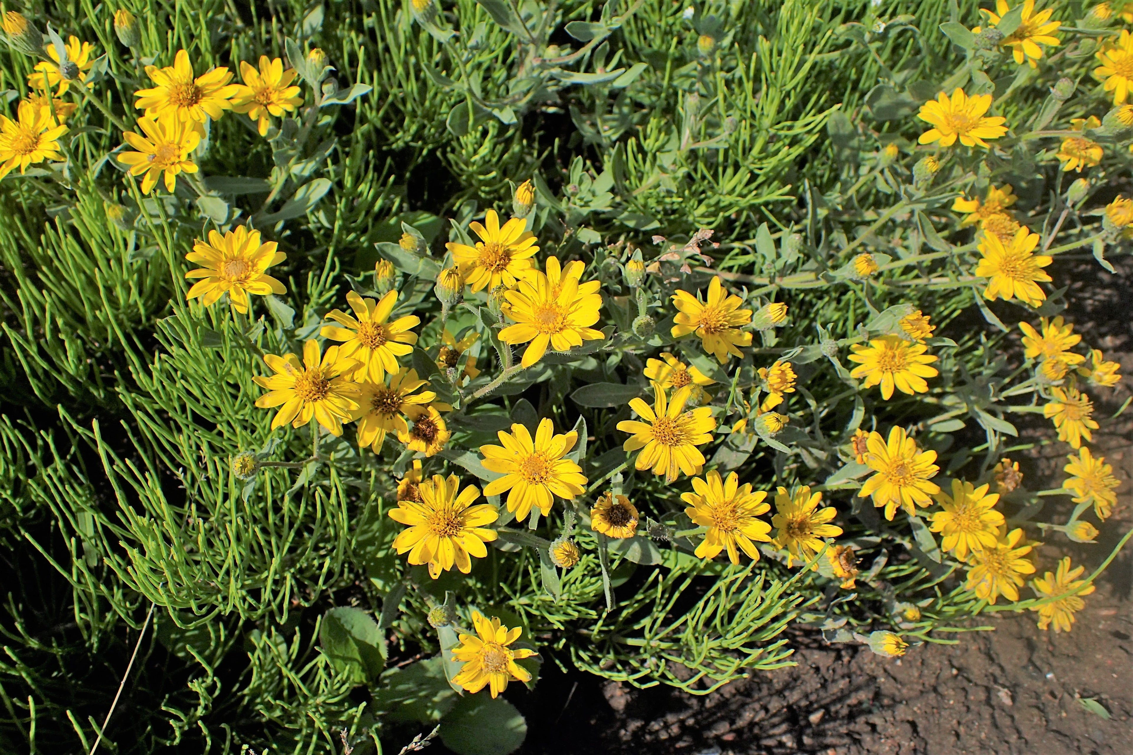 100 HAIRY GOLDEN ASTER Chrysopsis Heterotheca Villosa Herb Yellow Flower Seeds