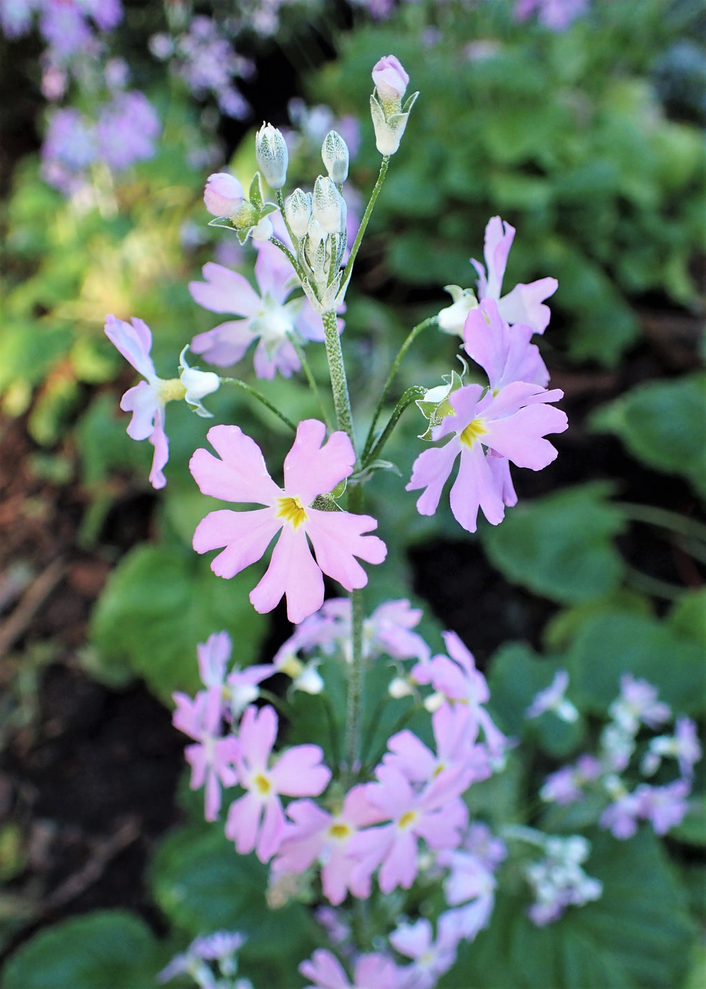 100 PINK FAIRY PRIMROSE Primula Malacoides Baby Primrose Shade Houseplant Flower Seeds