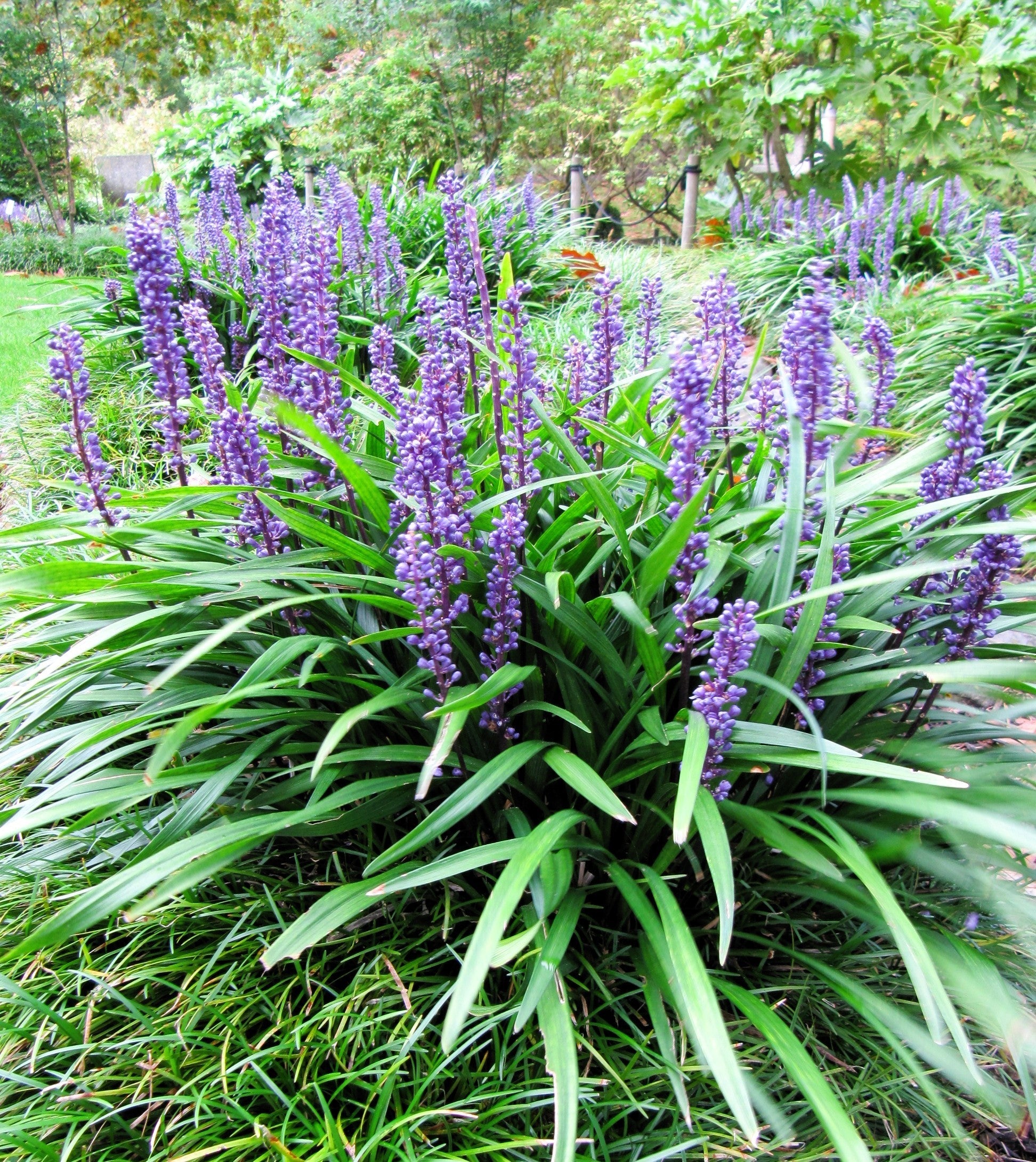 5 LILYTURF Liriope Muscari aka Big Blue Lily Turf / Monkey Grass Flower Seeds
