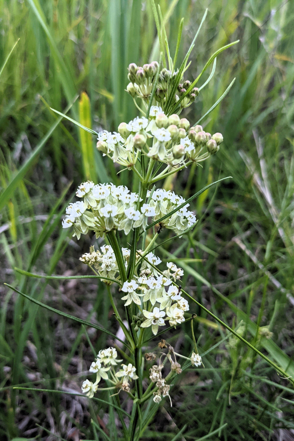 20 WHITE WORLED (Horesetail) MILKWEED Asclepias Verticillata Flower Seeds
