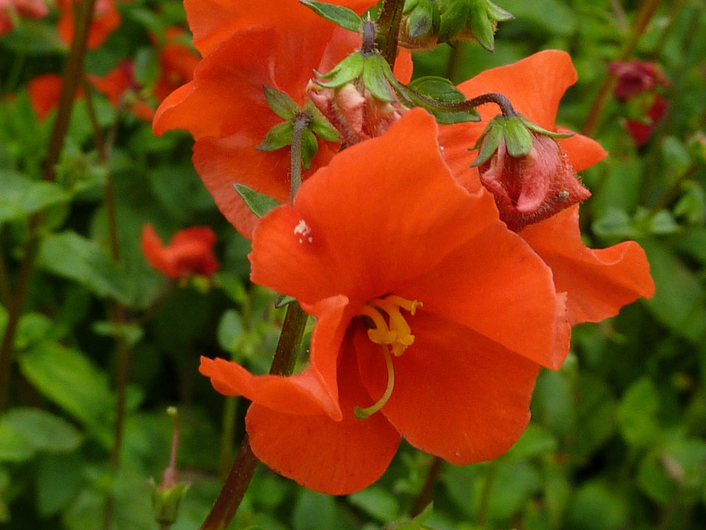 50 SCARLET MASK FLOWER Hummingbird Plant Red Alonsoa Warscewiczii Seeds