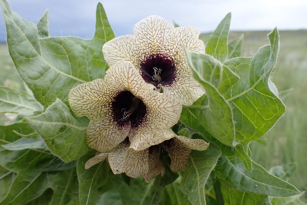 200 Black HENBANE Nightshade Hyoscyamus Niger Flower Seeds