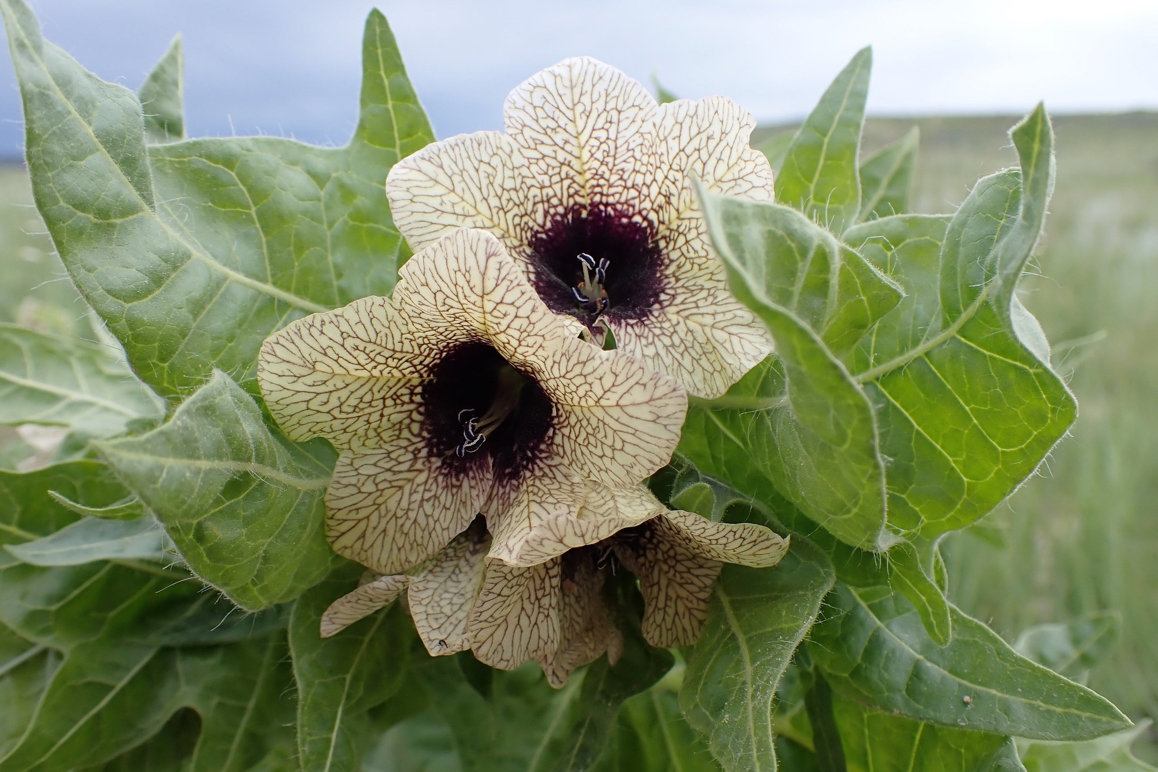 200 Black HENBANE Nightshade Hyoscyamus Niger Flower Seeds