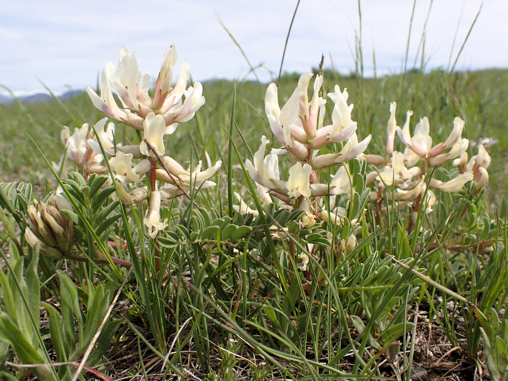 10 GROUND PLUM Flower Cover Ground Plum Milkvetch Astragalus Crassicarpus Seeds
