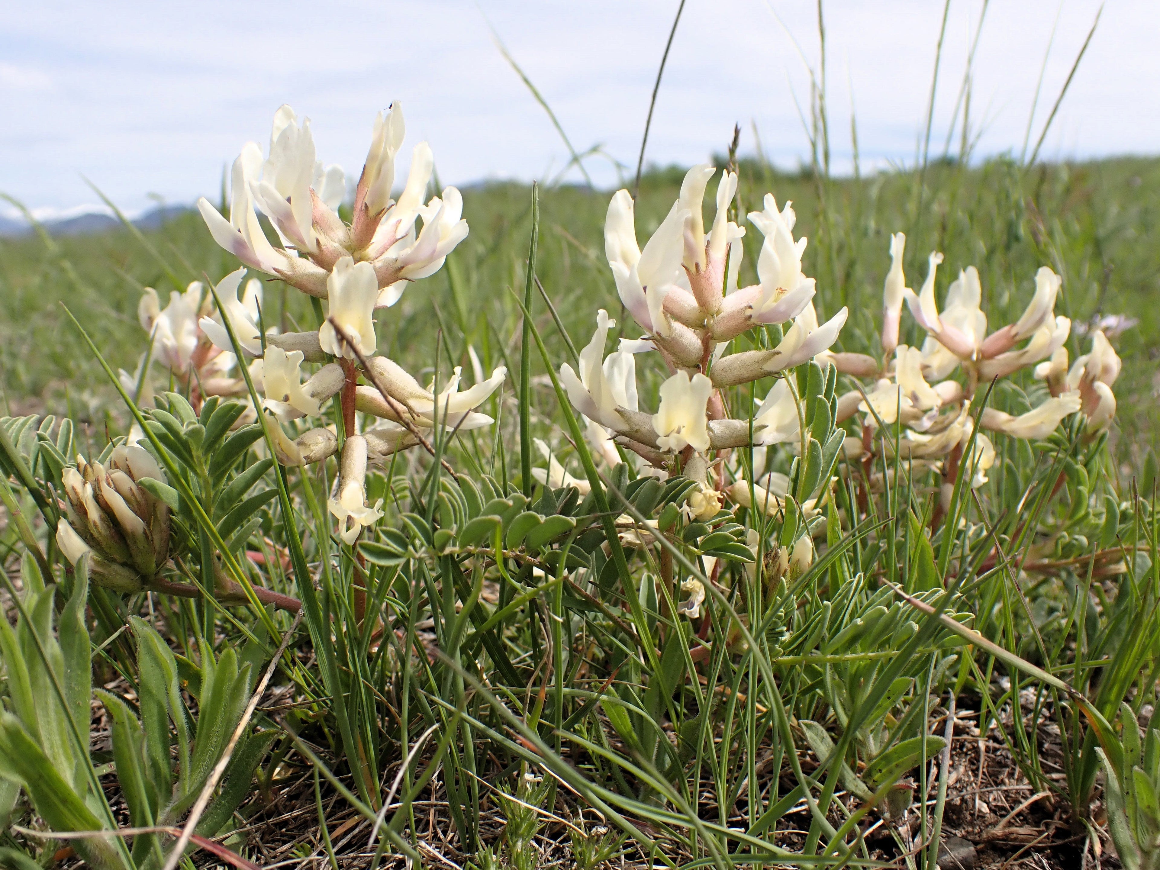 10 GROUND PLUM Flower Cover Ground Plum Milkvetch Astragalus Crassicarpus Seeds