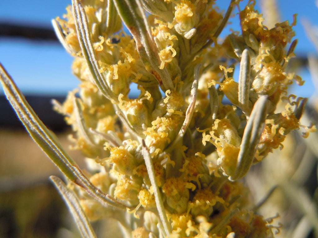 100 SILVER SAGEBRUSH Artemisia Cana Dwarf Sagebrush Silver Wormwood Herb Flower Seeds