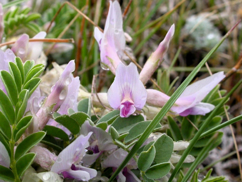 10 GROUND PLUM Flower Cover Ground Plum Milkvetch Astragalus Crassicarpus Seeds