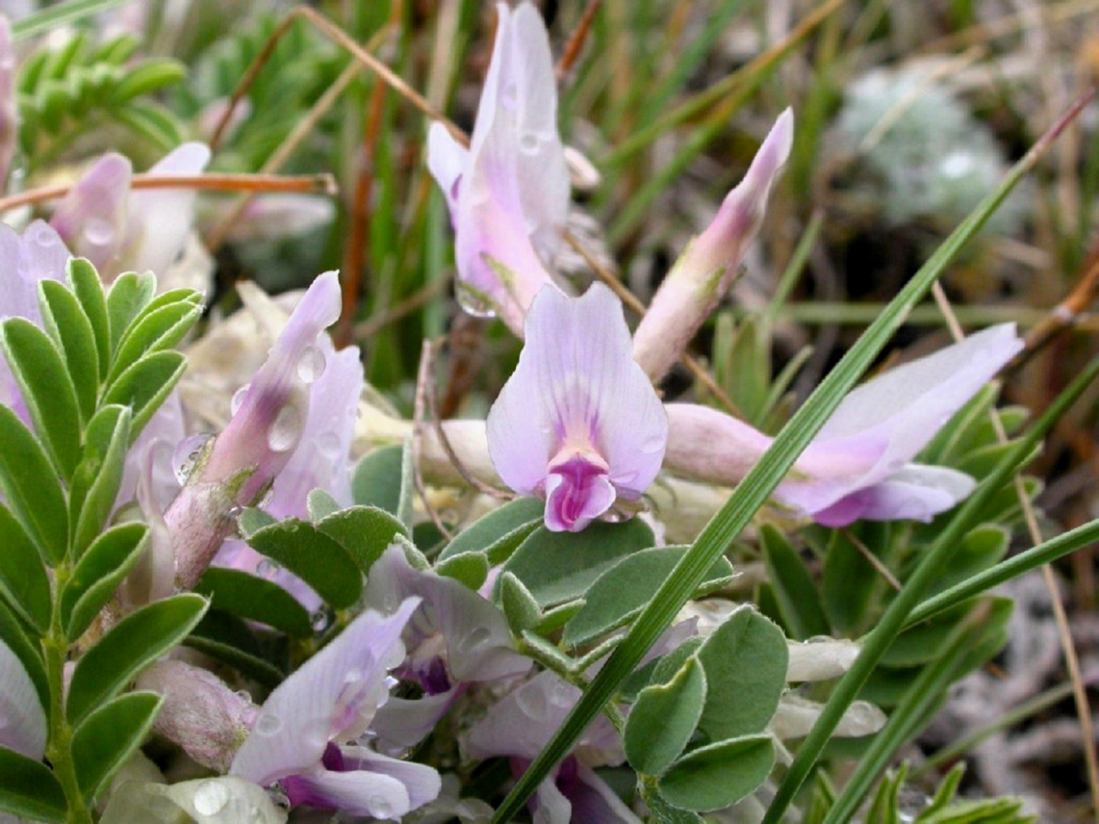 10 GROUND PLUM Flower Cover Ground Plum Milkvetch Astragalus Crassicarpus Seeds