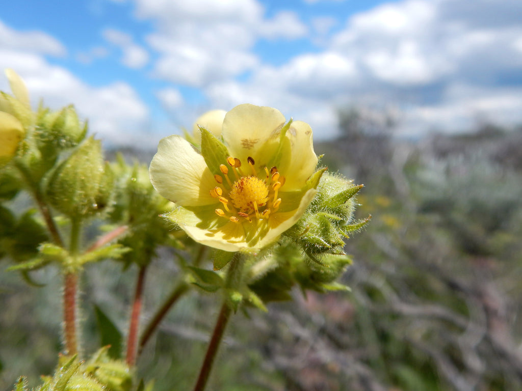 50 PRAIRIE CINQUEFOIL Tall Potentilla Drymocallis Arguta White Pale Yellow Native Flower Seeds