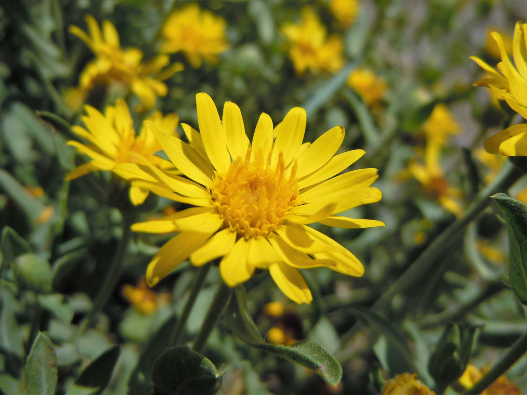 100 HAIRY GOLDEN ASTER Chrysopsis Heterotheca Villosa Herb Yellow Flower Seeds