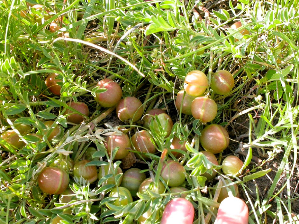 10 GROUND PLUM Flower Cover Ground Plum Milkvetch Astragalus Crassicarpus Seeds