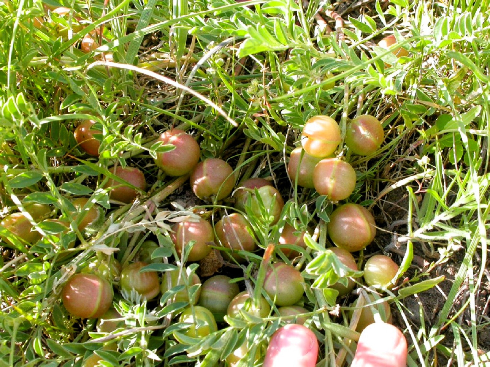 10 GROUND PLUM Flower Cover Ground Plum Milkvetch Astragalus Crassicarpus Seeds