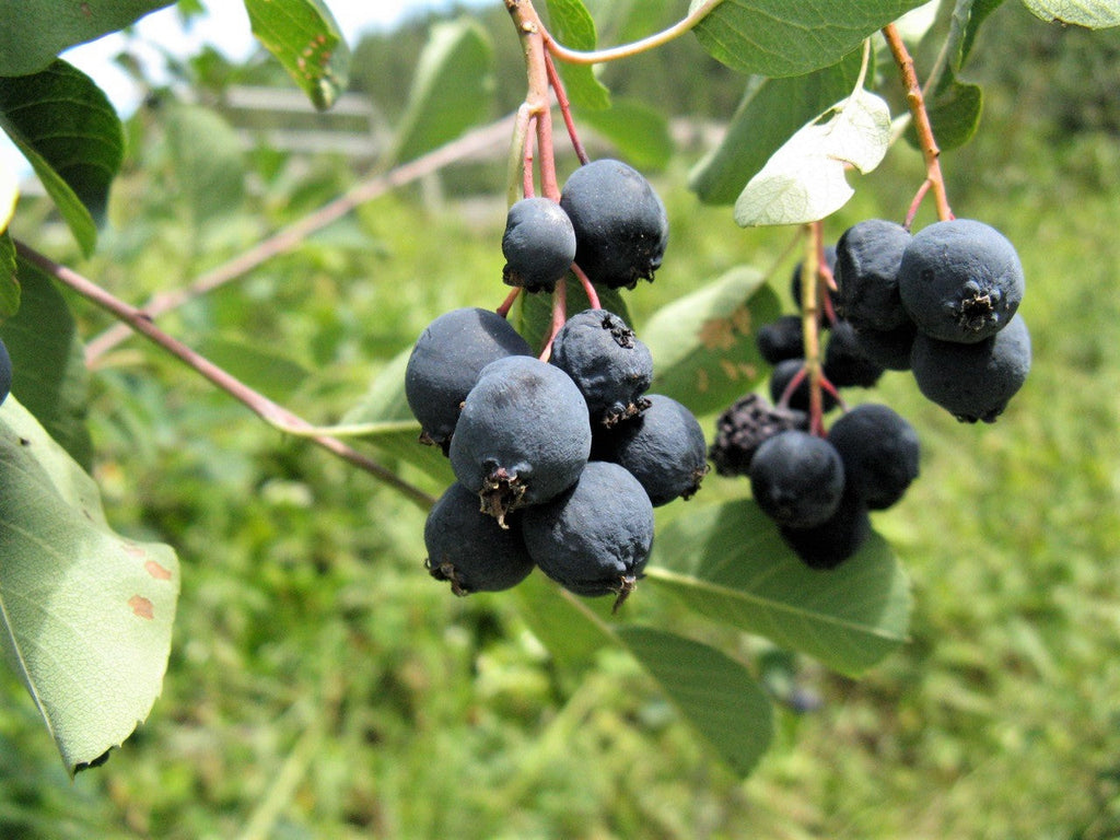 20 SASKATOON SERVICEBERRY aka Western, Pacific, Juneberry, Shadbush Amelanchier Alnifolia Native Edible Purple Berry Fruit White Flower Shrub Seeds