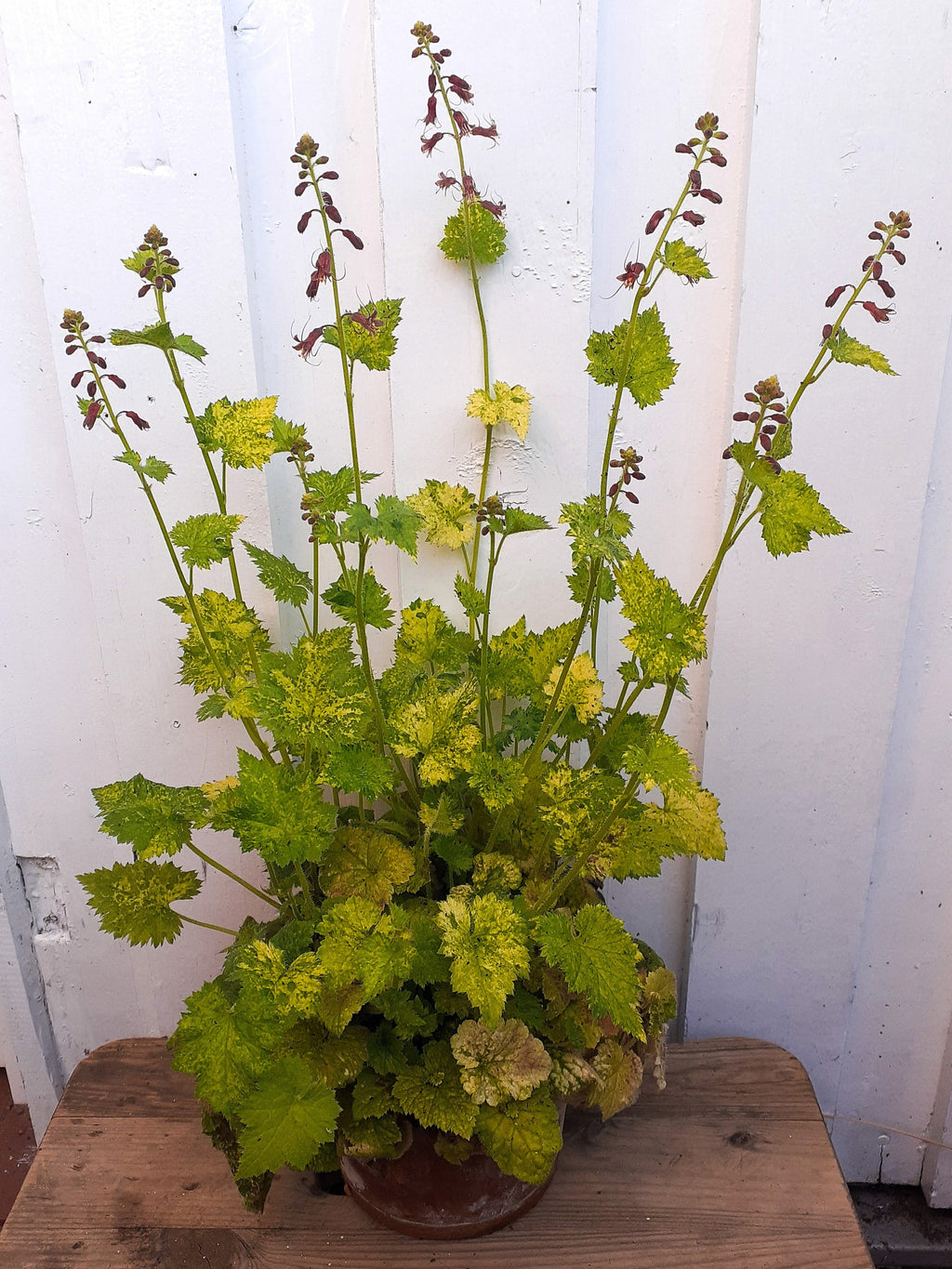 100 PIGGYBACK Plant YOUTH On AGE Tolmiea Thousand Mothers Menziesii Shade Flower Seeds