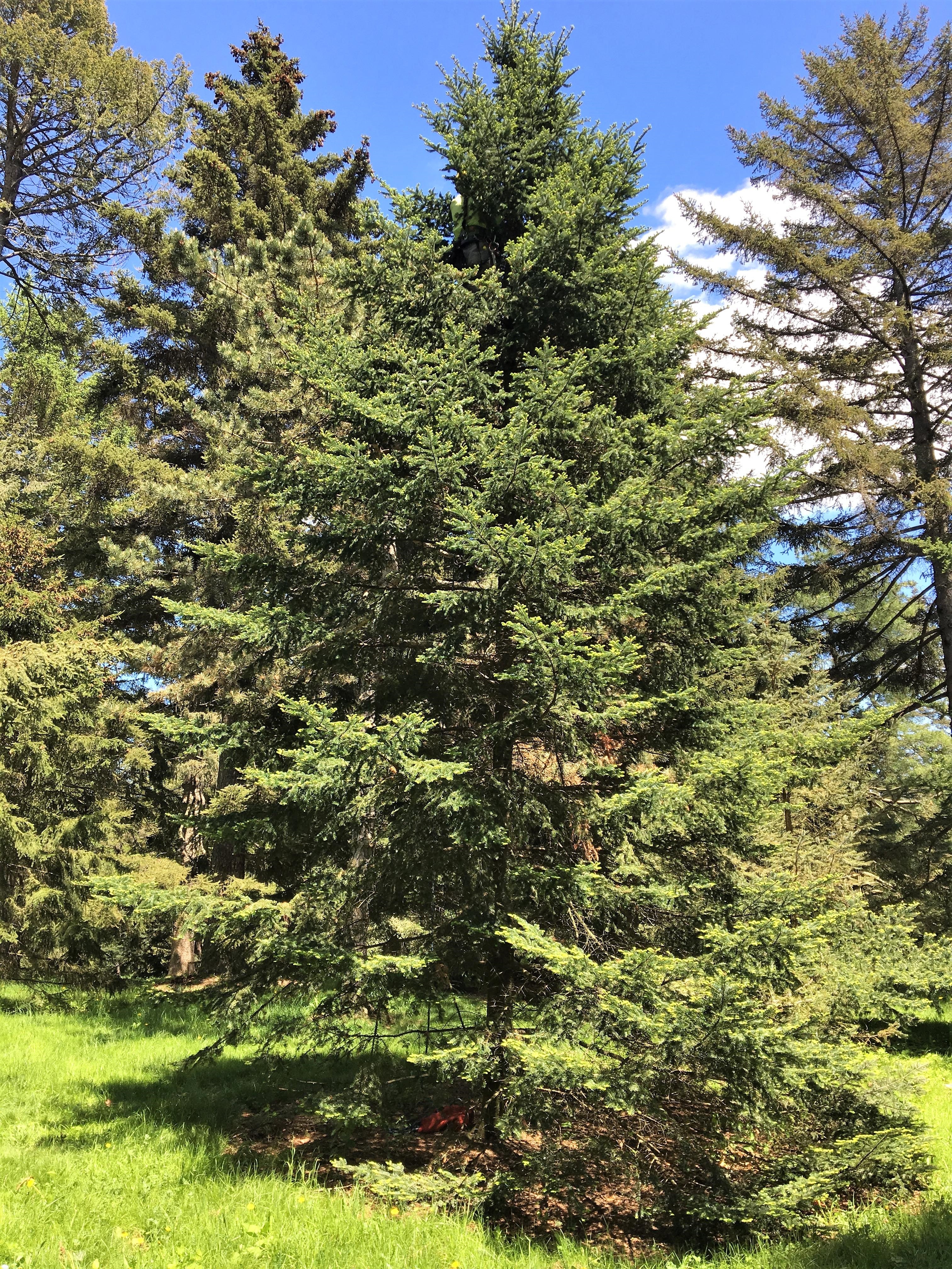 30 BALSAM FIR Tree Abies Balsamea Christmas Tree Silver Pine Canadian Fir Native Evergreen Seeds