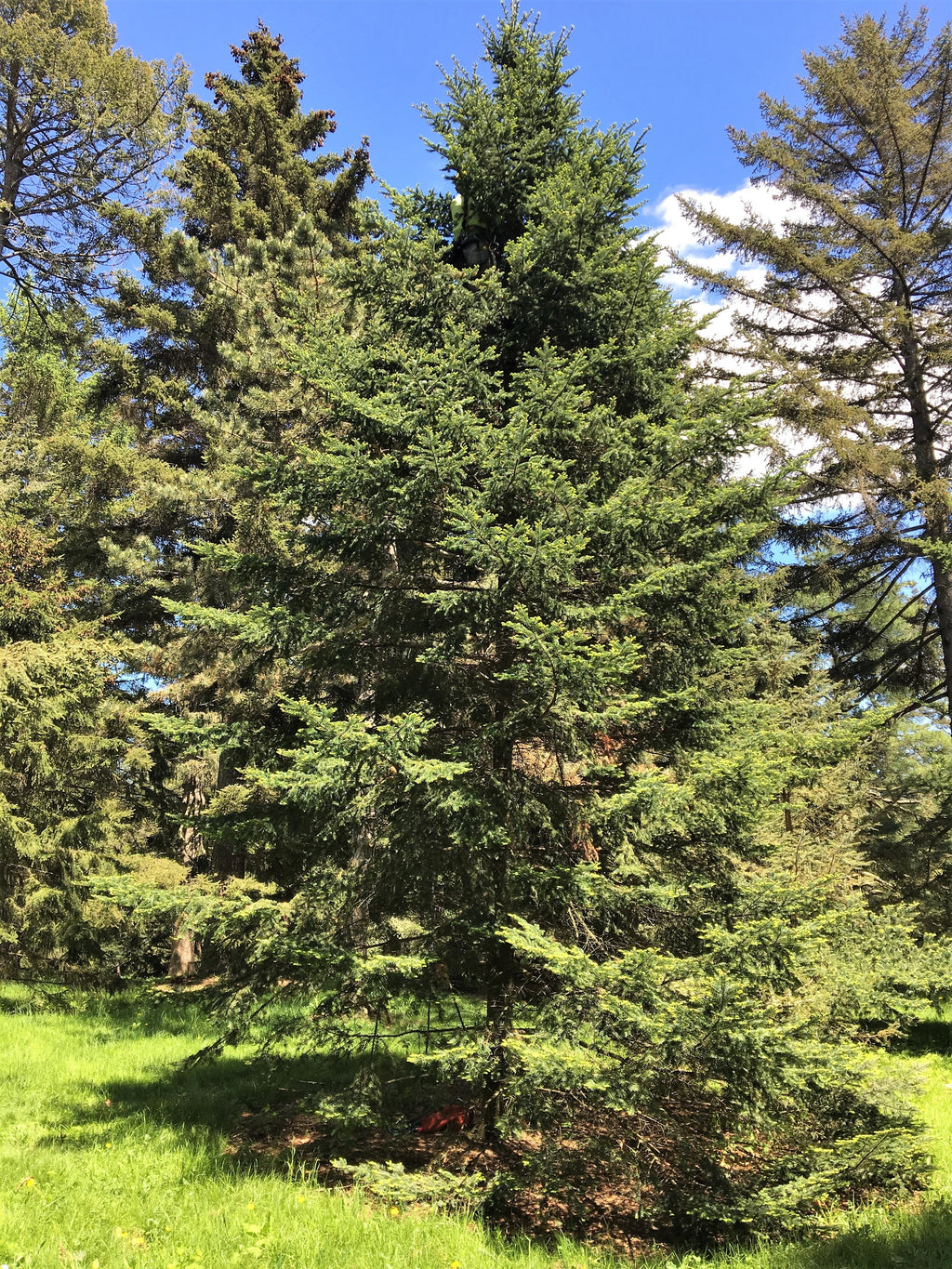 Grow Your Own CHRISTMAS TREE - Balsam Fir ( Abies Balsamea ) Gift Packet of Tree Seeds