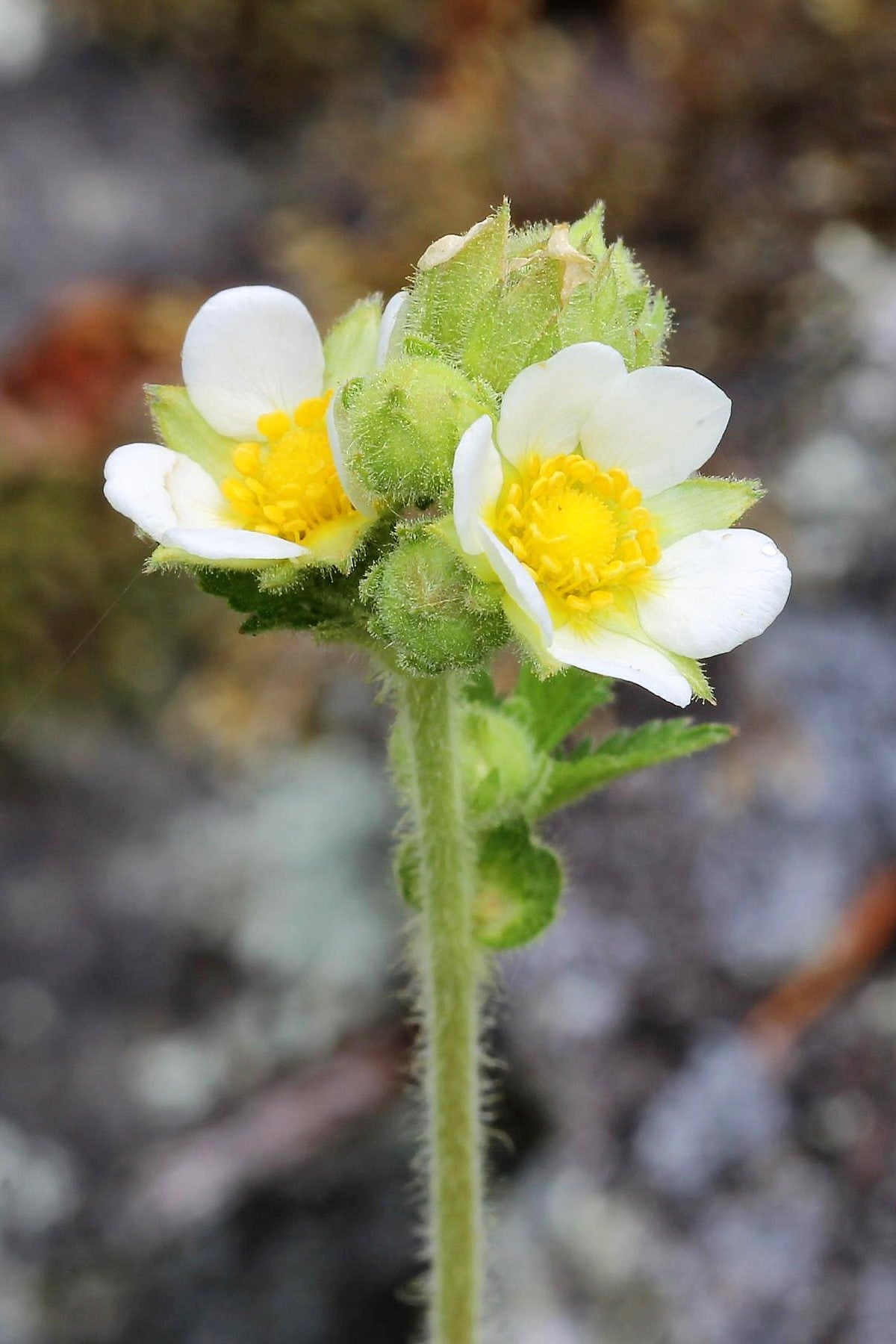 50 PRAIRIE CINQUEFOIL Tall Potentilla Drymocallis Arguta White Pale Yellow Native Flower Seeds