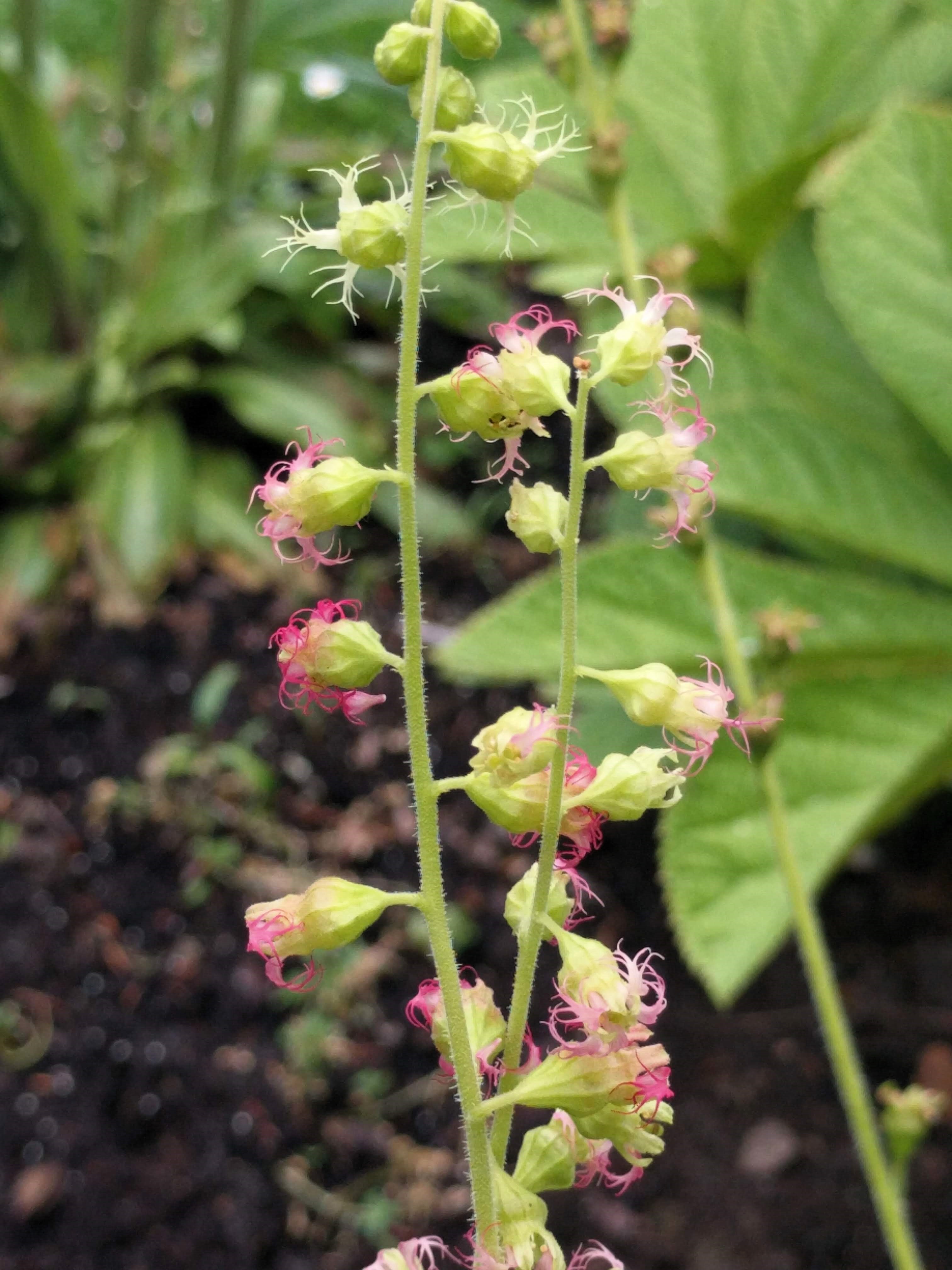 25 FRINGECUP Tellima Grandiflora Odorata Bigflower Fringe Cup Pink Flower Seeds