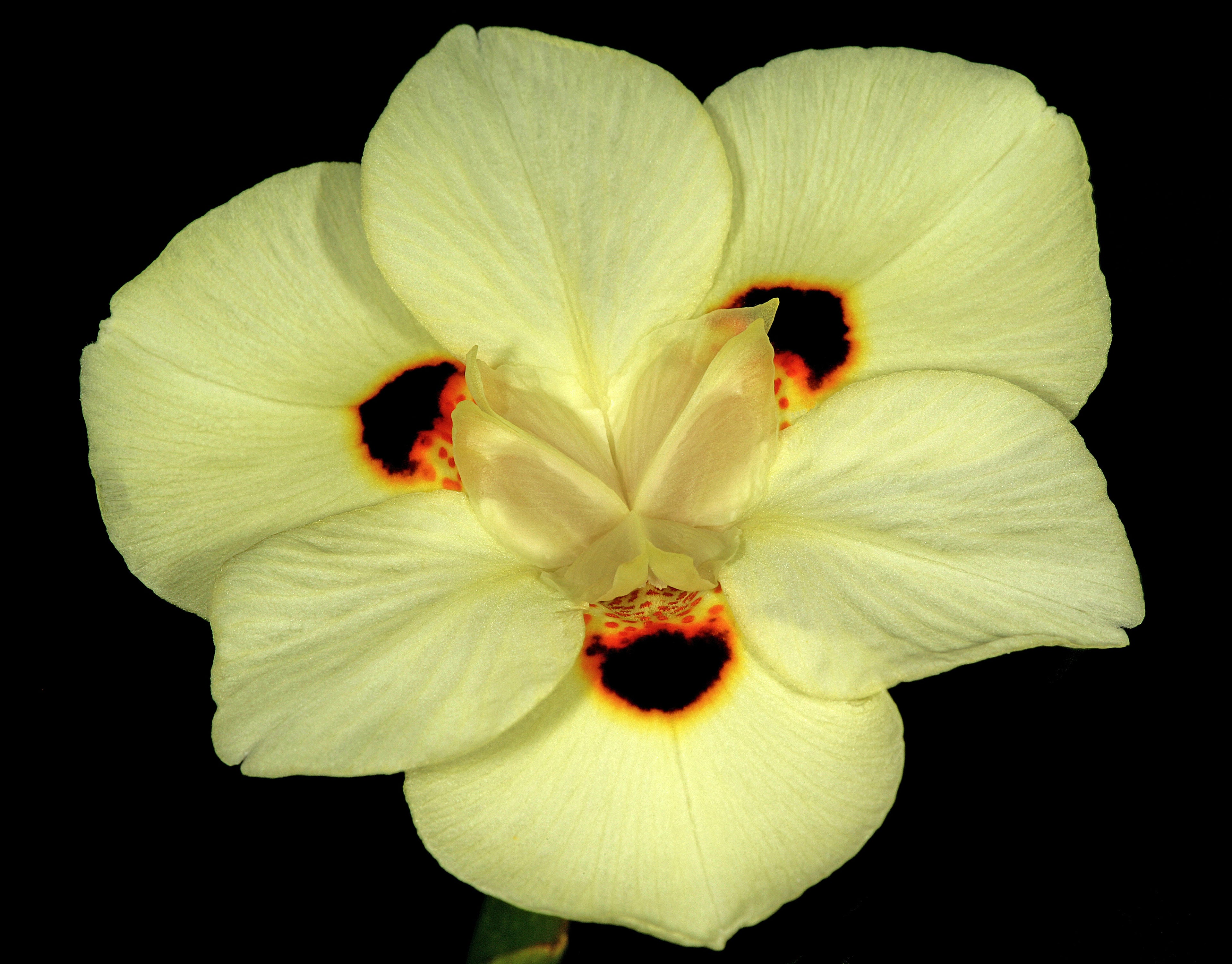 20 YELLOW AFRICAN IRIS Fortnight Lily Dietes Bicolor Butterfly Flag Spanish Peacock Iris Flower Seeds