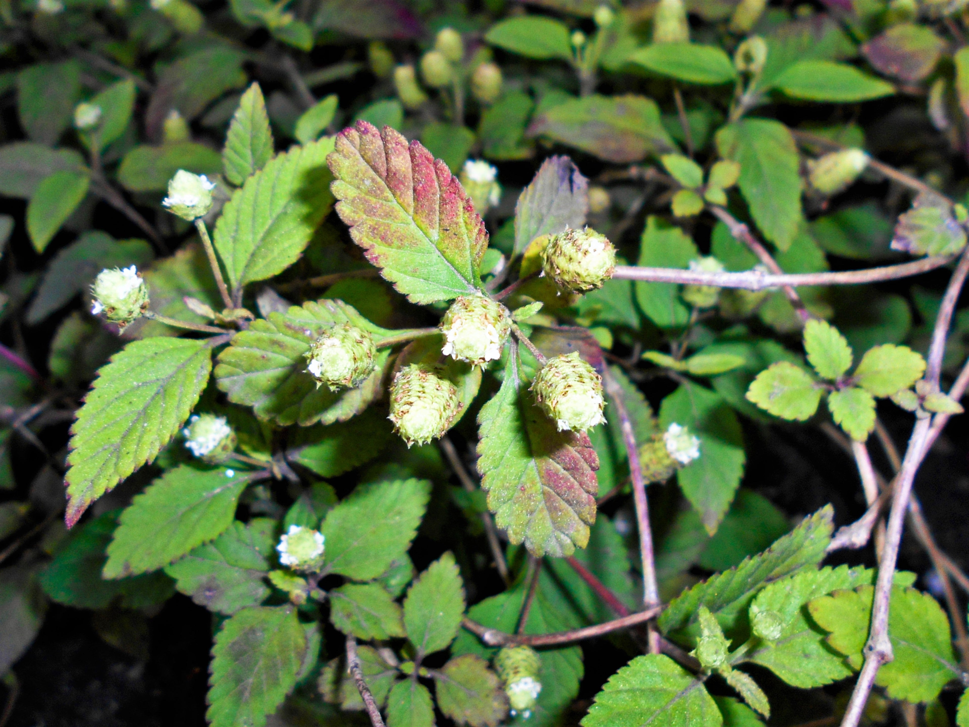 100 AZTEC SWEET HERB aka Honeyherb, Lippia, Mayan Mint, Dulce Buttons. Lippia Dulcis Phyla White Flower Seeds