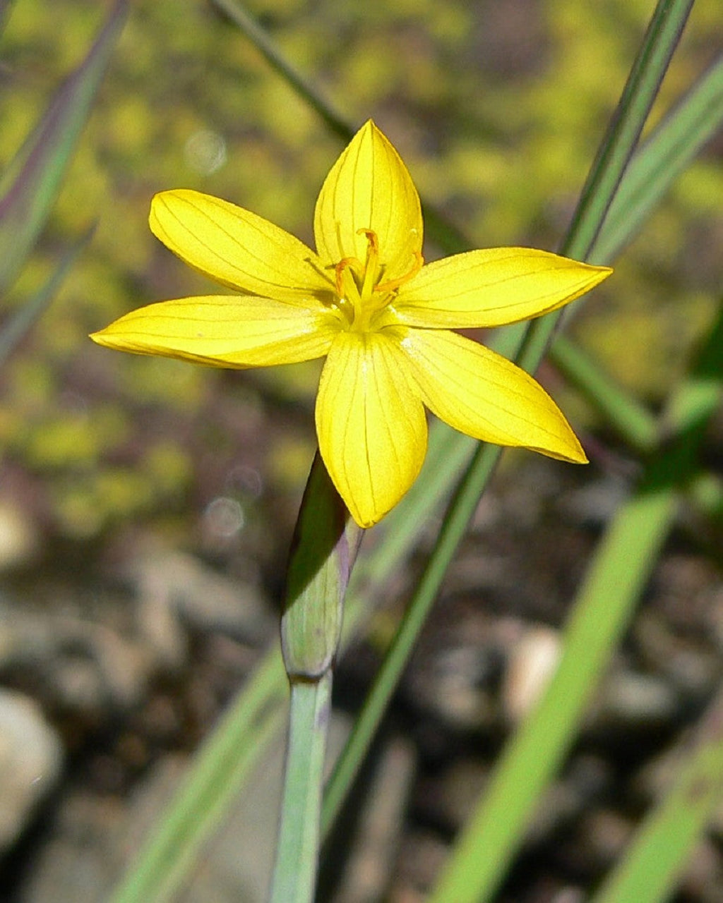 10 YELLOW EYED GRASS Ornamental Sisyrinchium Californicum Flower Seeds