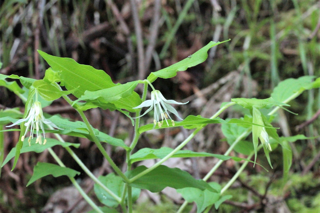 10 HOOKERS FAIRYBELLS Drops of Gold Prosartes Disporum Hookeri Native Flower Seeds