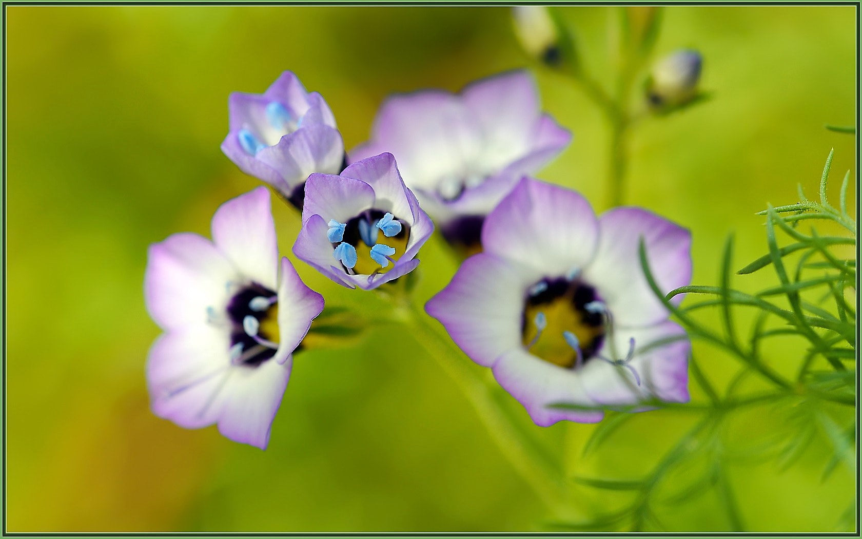 1000 BIRDS EYES Gilia Tricolor Lavender White Native Fragrant Hummingbird Flower Seeds