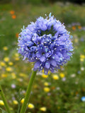 1500 GLOBE GILIA Bluehead Gilia Capitata Thimble Flower Seeds