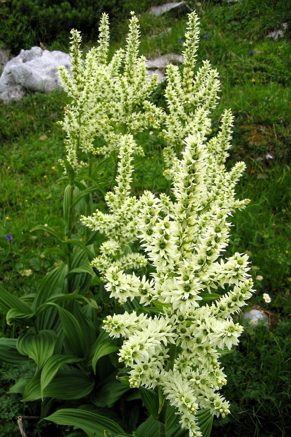 50 VIRGINIA BUNCHFLOWER LILY (White Hellebore / Corn Lily) Melanthium Virginicum Veratrum Flower Seeds