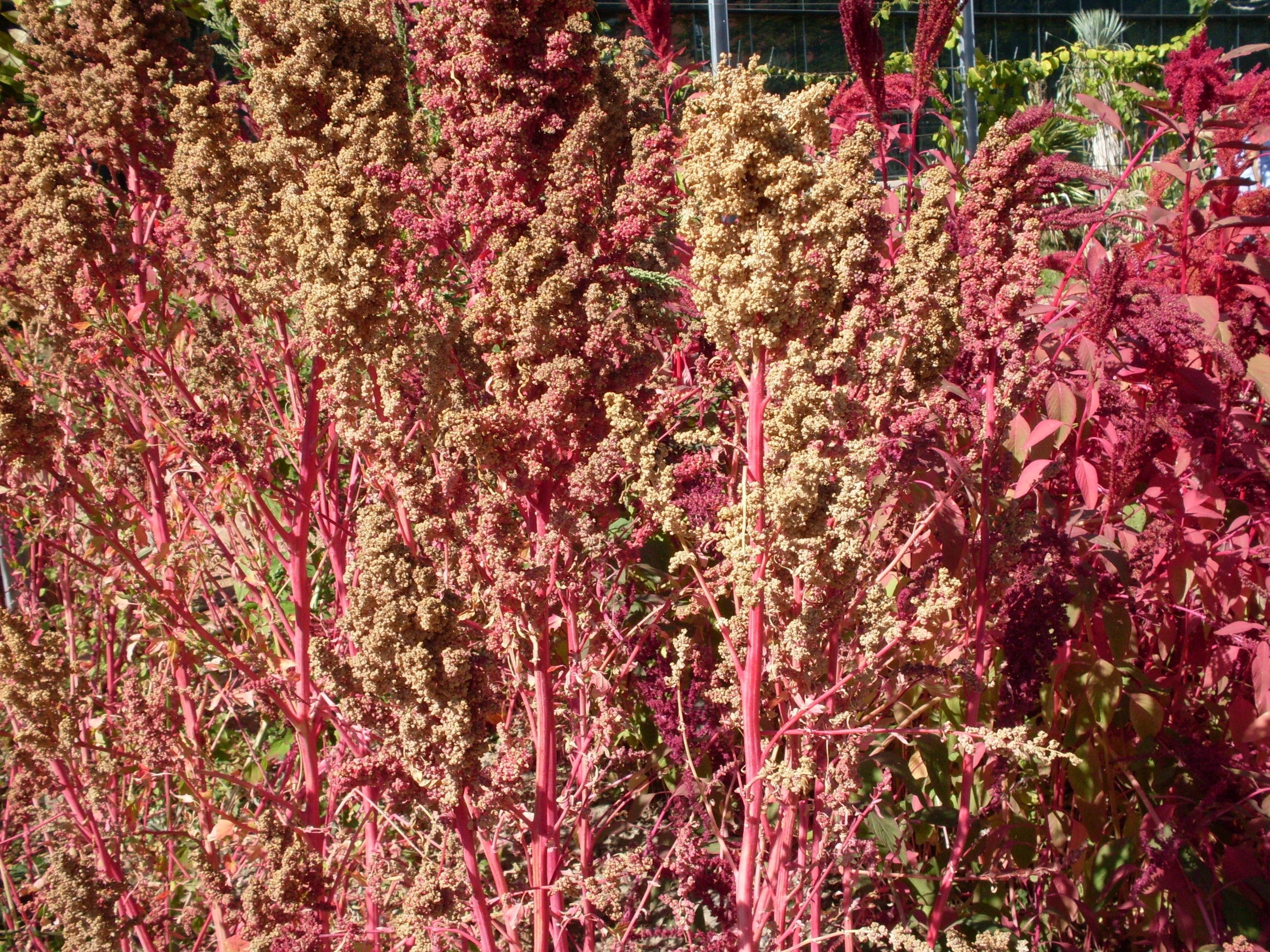 50 Organic CHERRY VANILLA QUINOA Chenopodium Pink Flower White Grain Vegetable Seeds