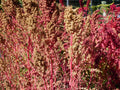 50 Organic RED AZTEC SPINACH Huauzontle Chenopodium Berlandieri Greens Vegetable Seeds