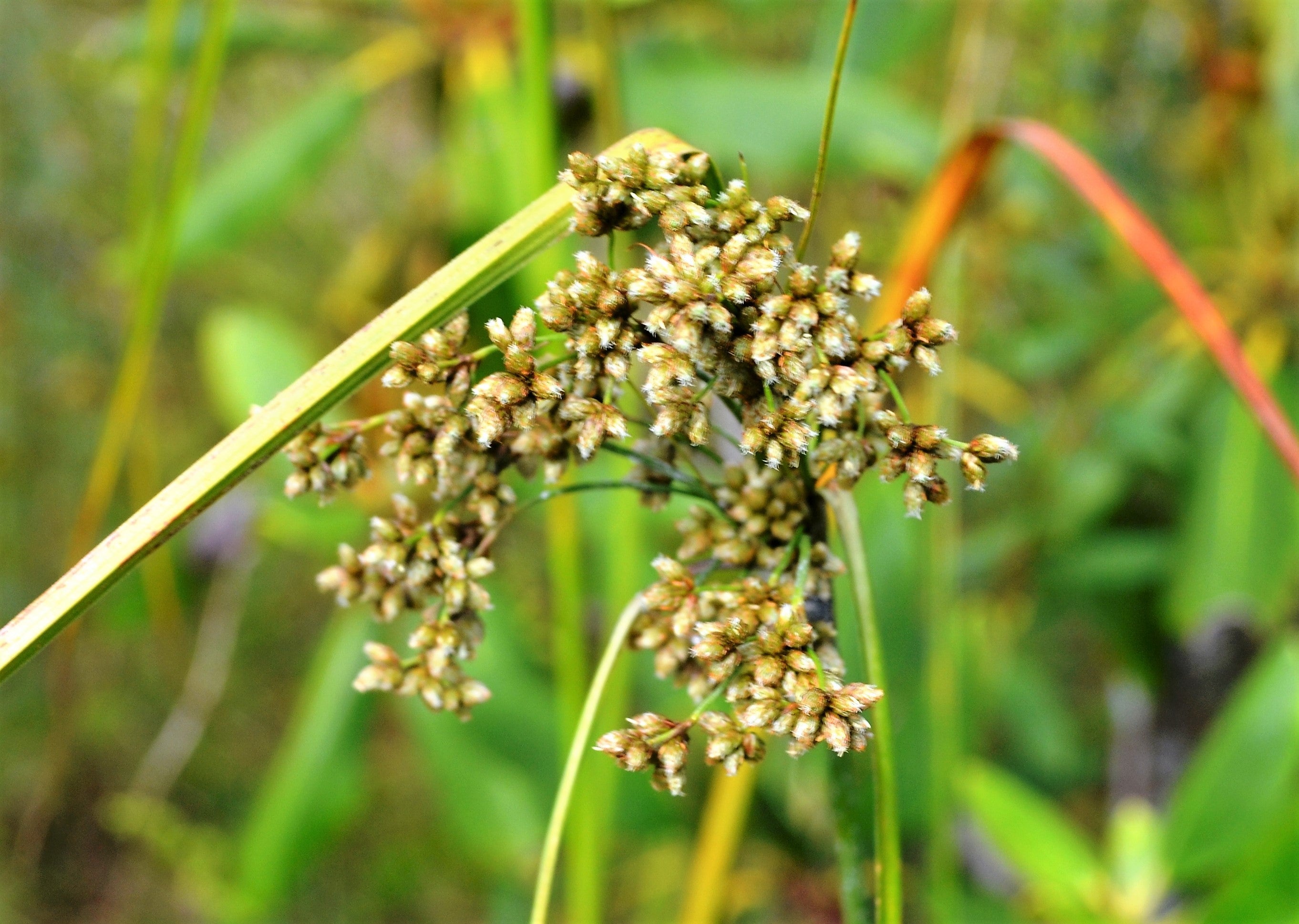 1000 WOOLGRASS Scirpus Cyperinus Wool Grass Teddybear Paws Woolsedge Cottongrass Bulrush Ornamental Wetland Grass Seeds