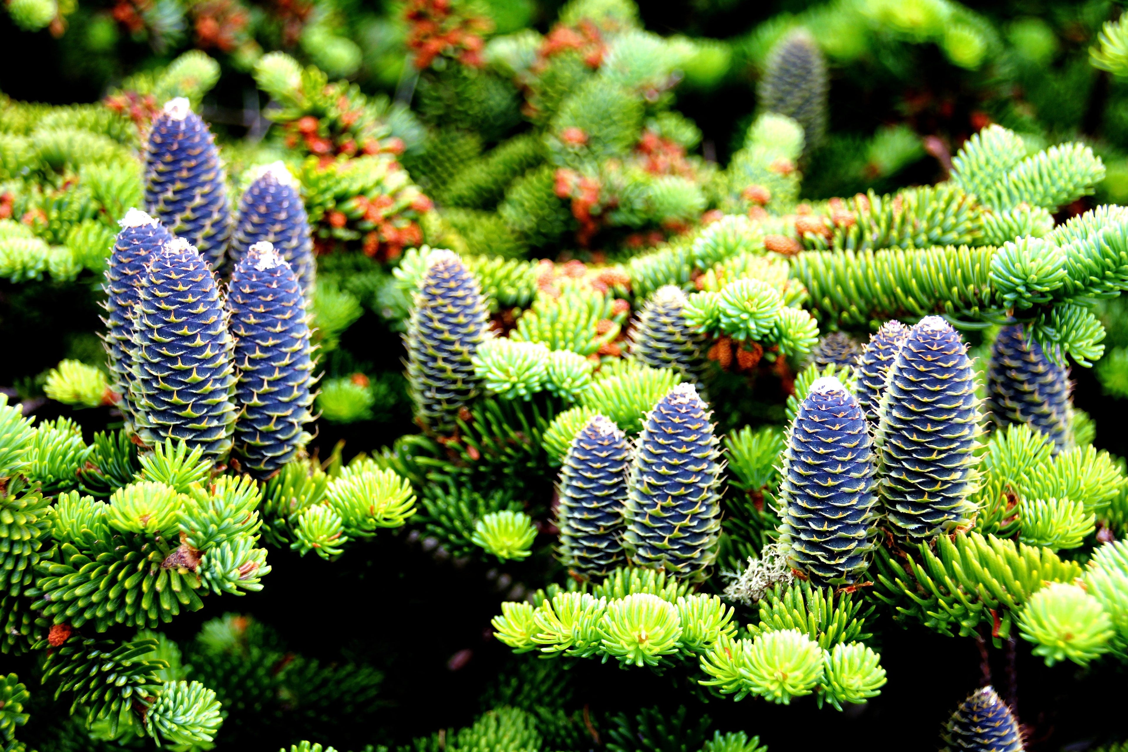 30 BALSAM FIR Tree Abies Balsamea Christmas Tree Silver Pine Canadian Fir Native Evergreen Seeds
