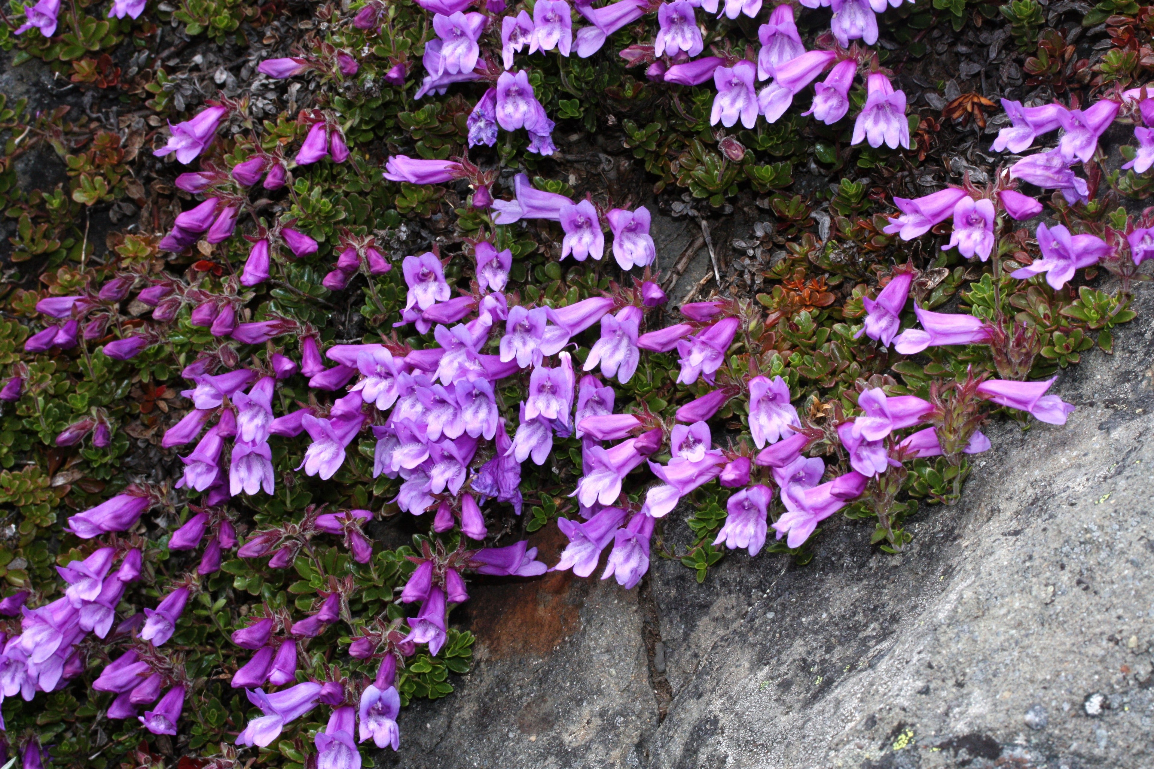 50 ALPINE PENSTEMON Davidsonii Davidson's Beardtongue Purple Flower Seeds