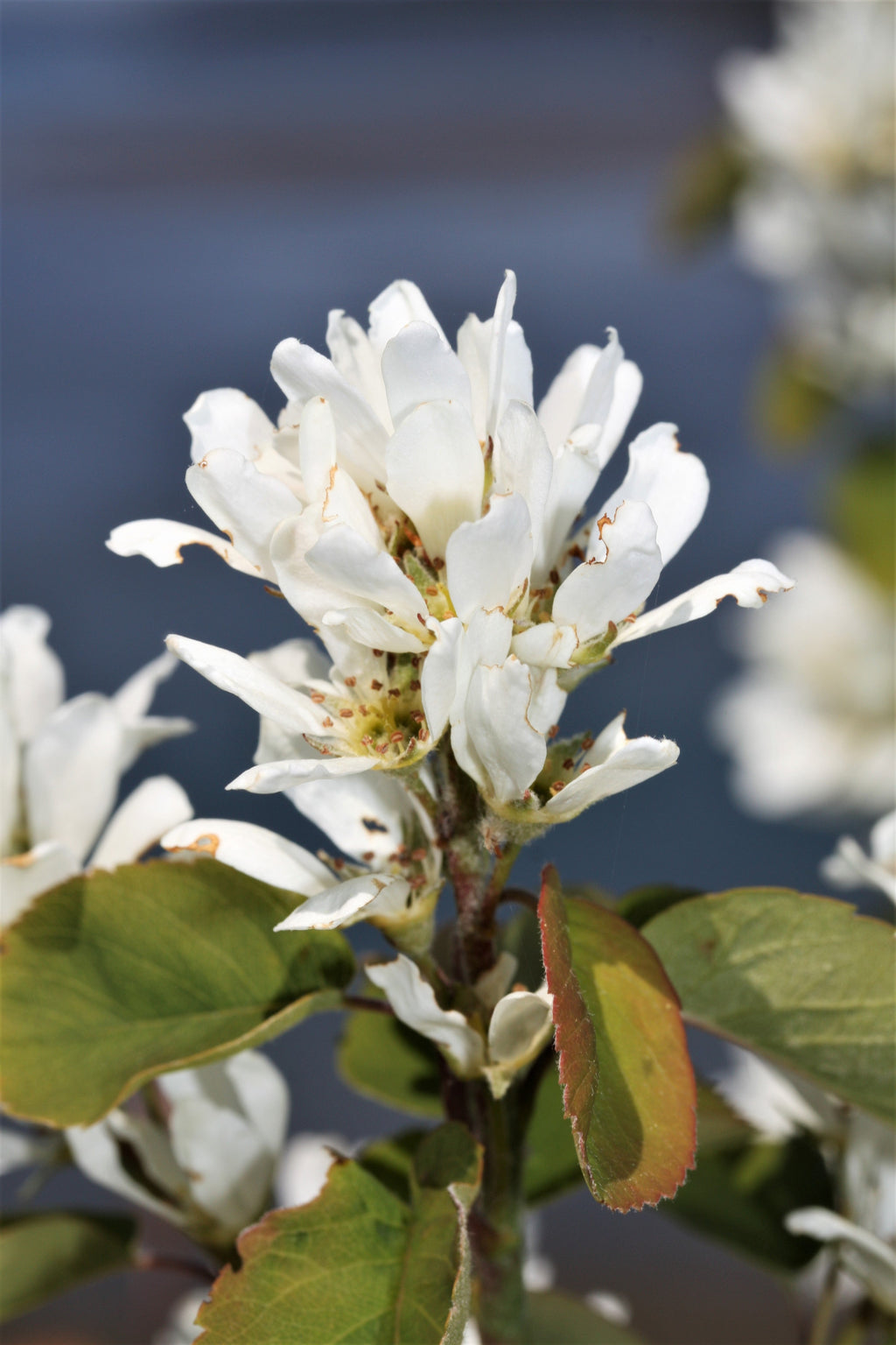 20 SASKATOON SERVICEBERRY aka Western, Pacific, Juneberry, Shadbush Amelanchier Alnifolia Native Edible Purple Berry Fruit White Flower Shrub Seeds
