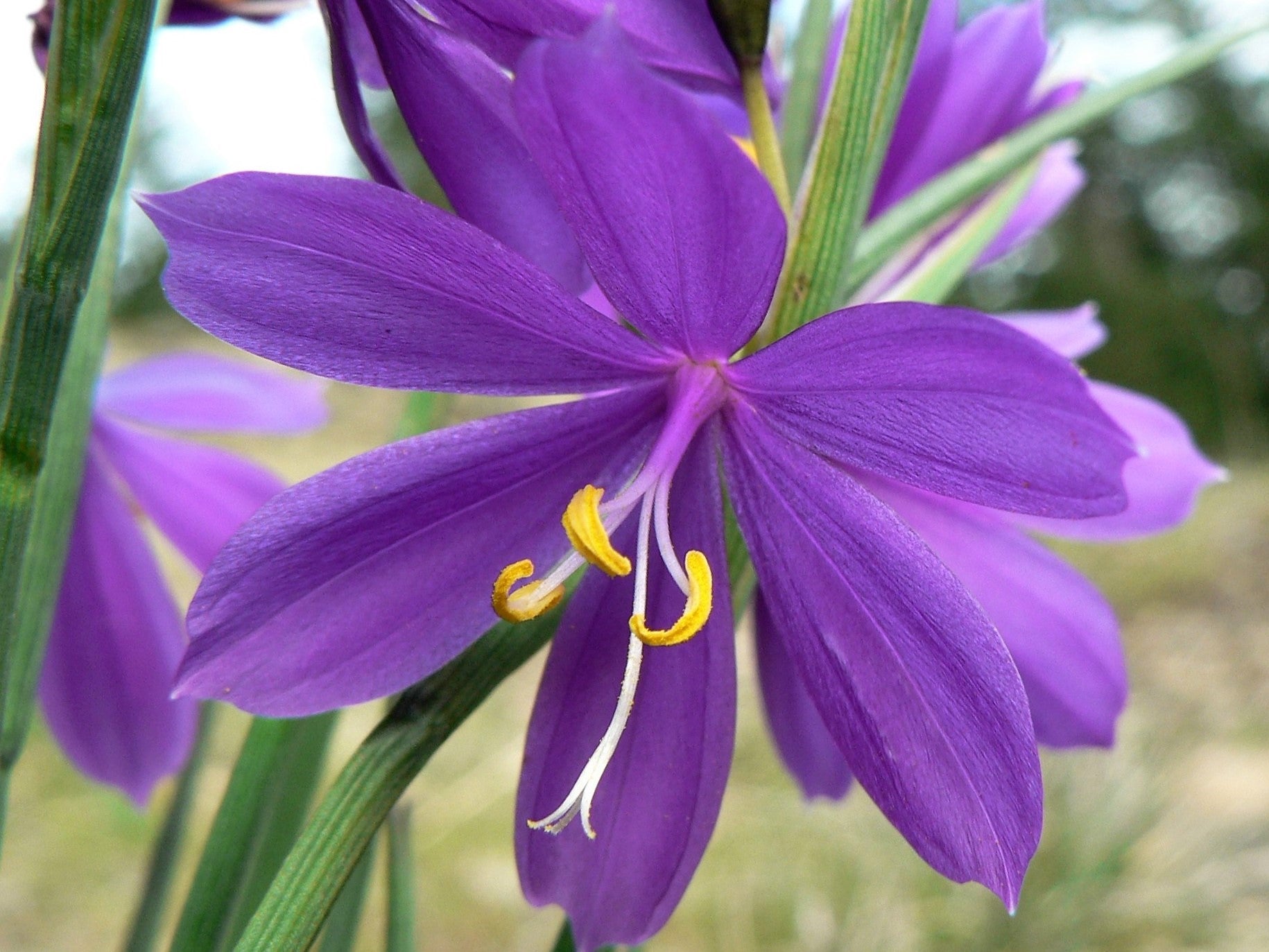 20 GRASSWIDOW Purple-Eyed Grass Sisyrinchium Inflatum syn. Olsynium Do ...