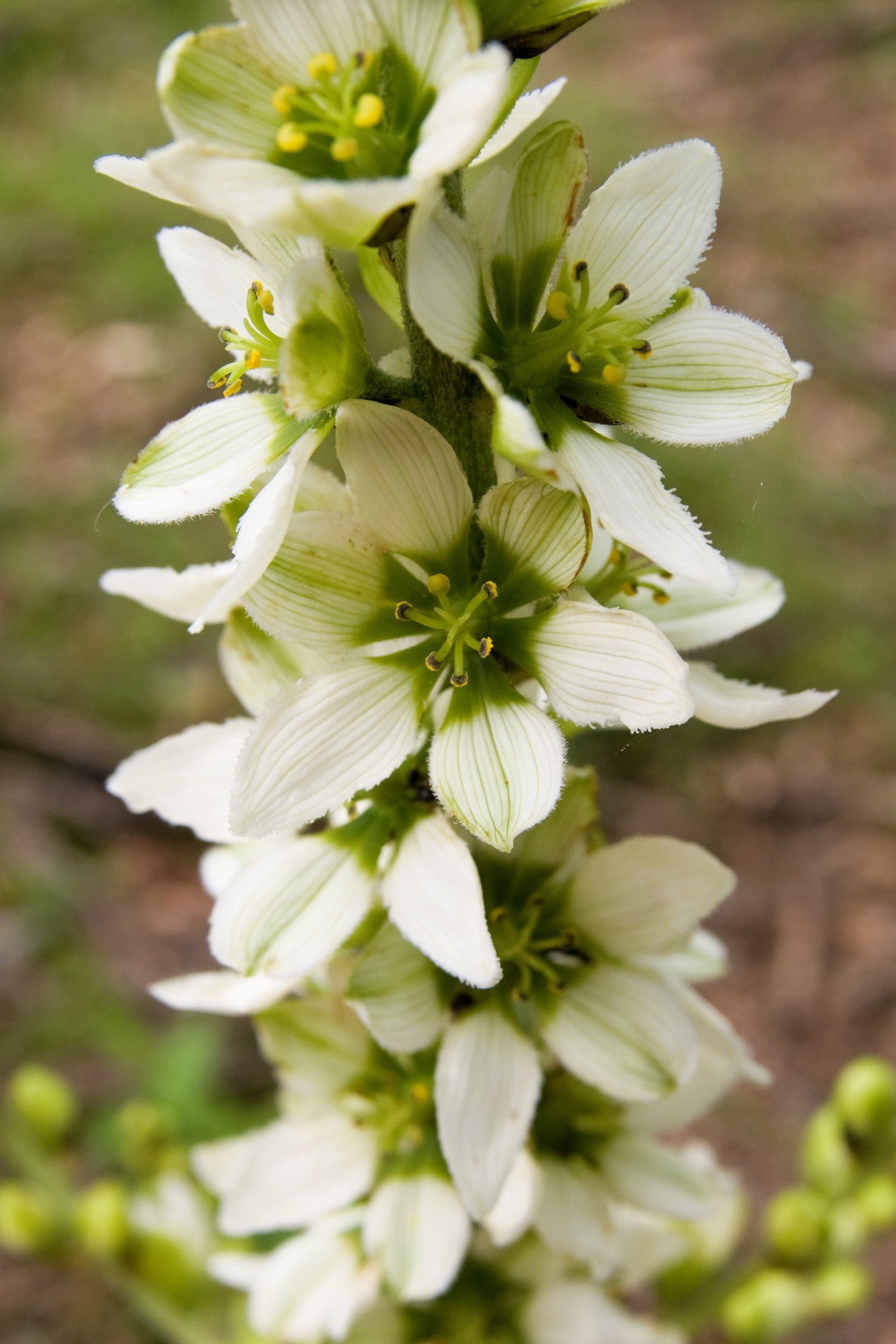 50 VIRGINIA BUNCHFLOWER LILY (White Hellebore / Corn Lily) Melanthium Virginicum Veratrum Flower Seeds