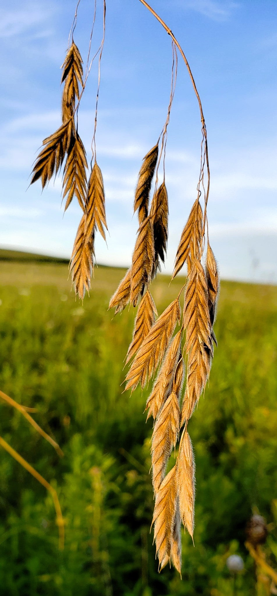100 PRAIRIE BROME Arctic Brome Ornamental Grass Bromus Kalmii Seeds