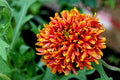30 SUNDANCE BICOLOR GAILLARDIA Pulchella Indian Blanket Flower Seeds