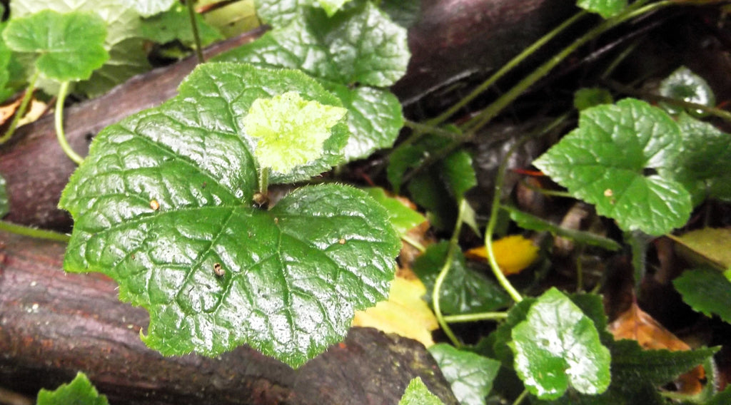 100 PIGGYBACK Plant YOUTH On AGE Tolmiea Thousand Mothers Menziesii Shade Flower Seeds